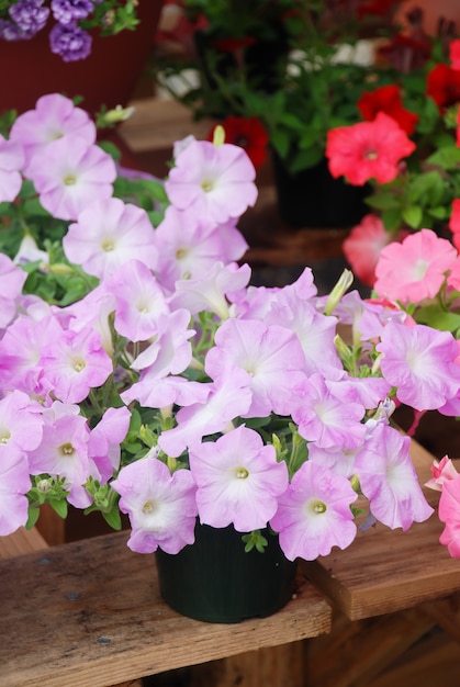 Petunia in the pot, Mixed color petunia