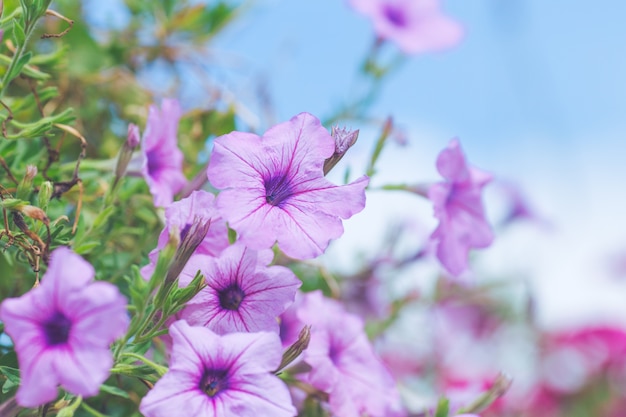 ぼんやりした背景の花束にペチュニア紫。