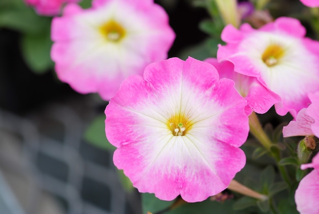 Petunia's in de bak, Petunia in de pot, roze glorie petunia