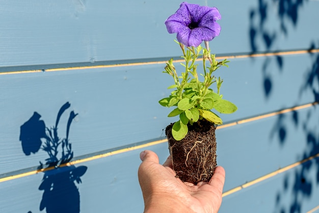 Petunia seedling with a lilac or blue flower in the hands of a gardener with shadows, a close-up photo with selective soft focus.