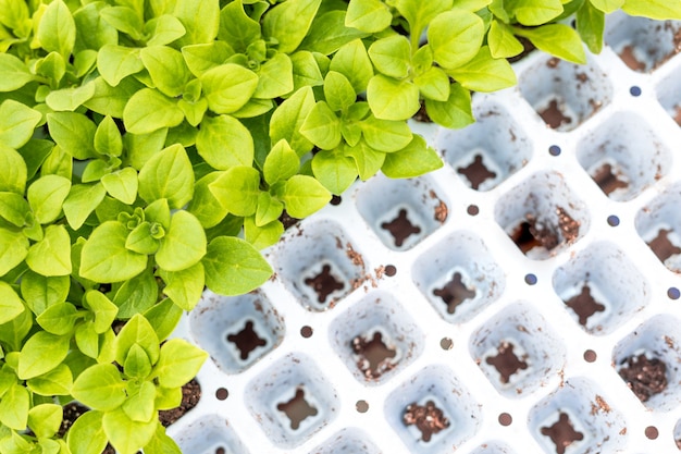 Petunia seedlings prepared to be replanted to pots