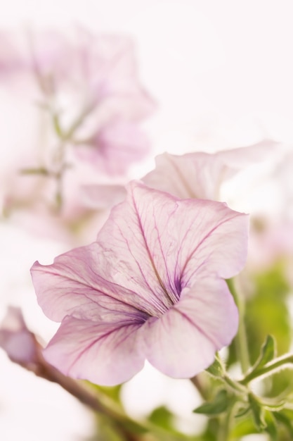 Petunia on white .