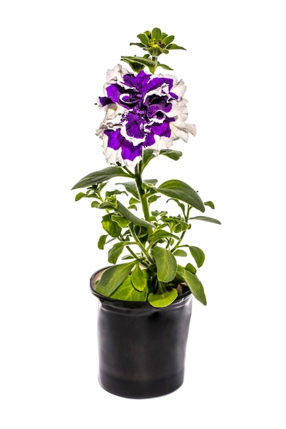 Petunia with purple flowers in a pot on a white background