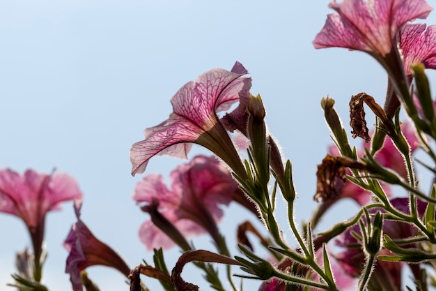 Petunias in the spring season