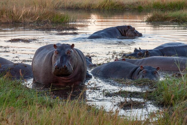 Foto peul van nijlpaard botswana