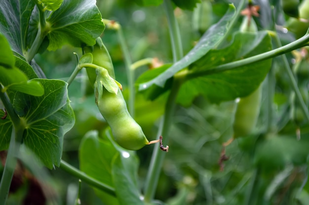 Peulen van jonge groene erwten in een veld