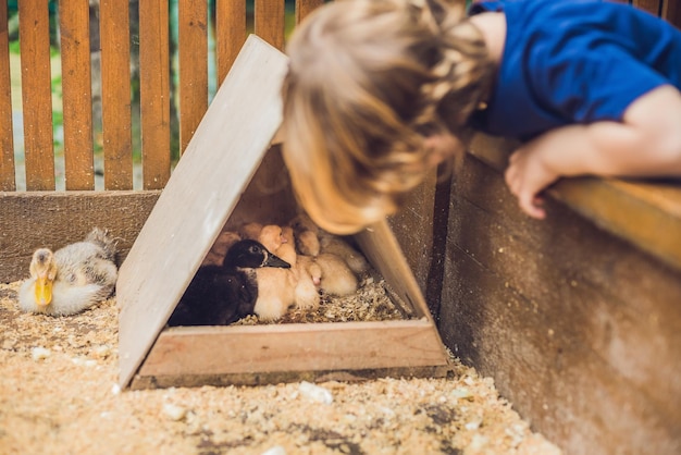 Peuterjongen streelt en speelt met eendjes in het kinderboerderijconcept van duurzaamheid liefde voor