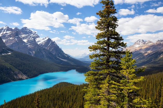 Peyto Lake gezien vanaf de top van een berg tijdens een levendige zonnige dag