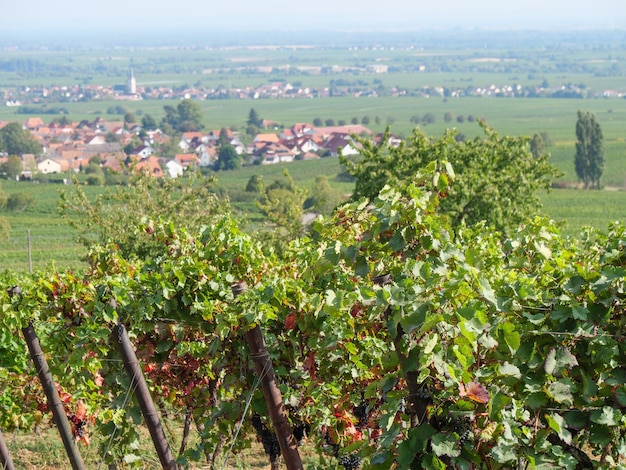 Foto il pfalz in germania.