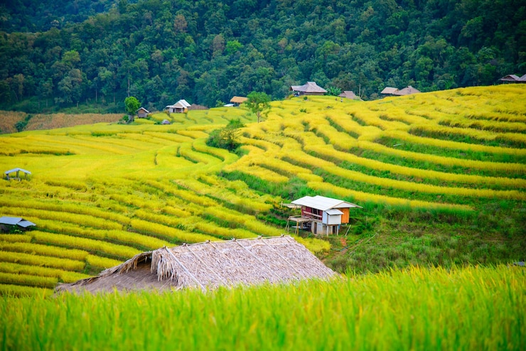 Foto pha mon bamboe roze huis de karen gemeenschap gebaseerd eco toerisme phamon village chaing mai thailand