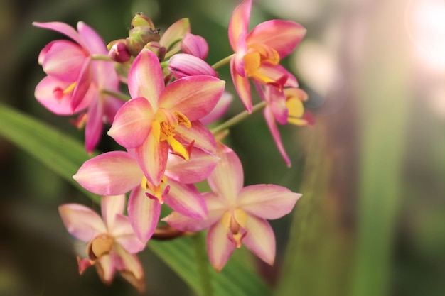 Phaius-orchideeën in de tuin die lege ruimte verlaten