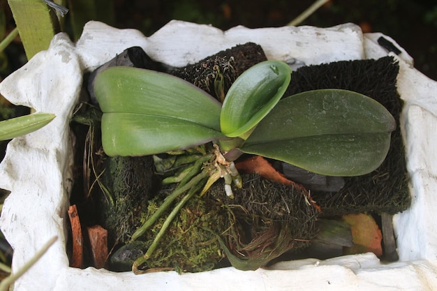 Foto phalaenopsis amabilis hybride orchideeënzaailingen geplant in witte vierkante potten