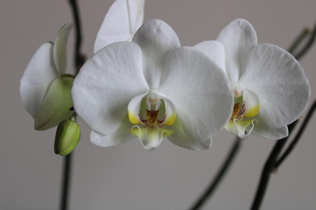 Phalaenopsis aphrodite is een orchideeënsoort die voorkomt van Zuidoost-Taiwan tot de Filippijnen.