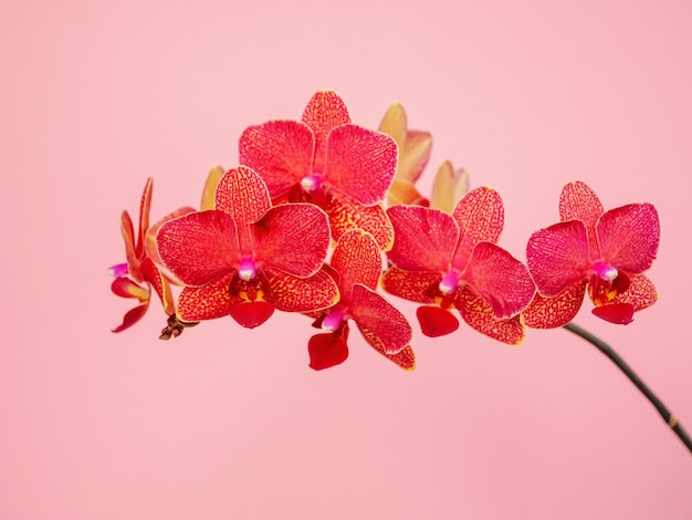 Phalaenopsis Blake orchid flowers on pink background copy space Tropical flower branch of orchid close up Orange orchid background Holiday Women's Day Flower Card beauty