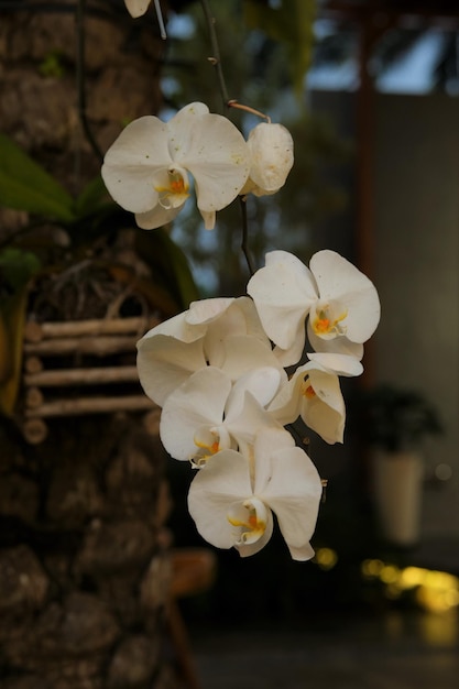 Phalaenopsis doritaenopsis mouth orchid white orchid in room Bunga Anggrek