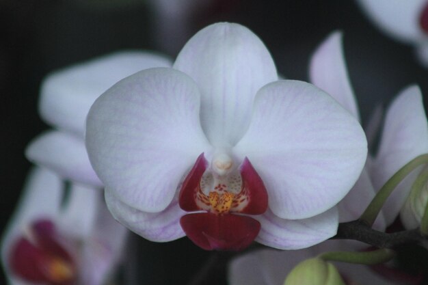 Phalaenopsis flowers look like butterflies