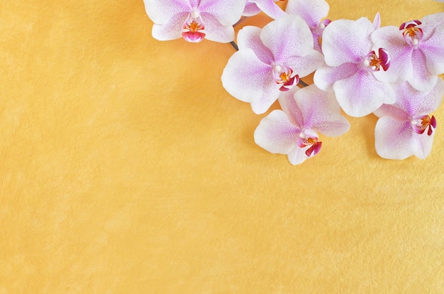 Phalaenopsis on gold background .