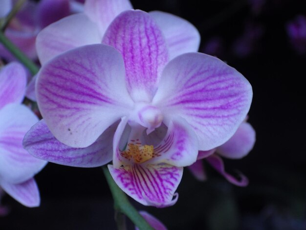 Phalaenopsis is a uniaxial perennial herb