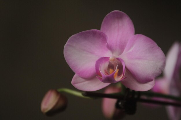 Phalaenopsis is a uniaxial perennial herb