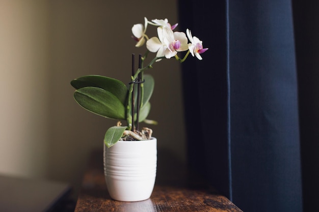 Phalaenopsis Mini는 창 근처 선반에 있는 흰색 냄비에 서 있습니다.