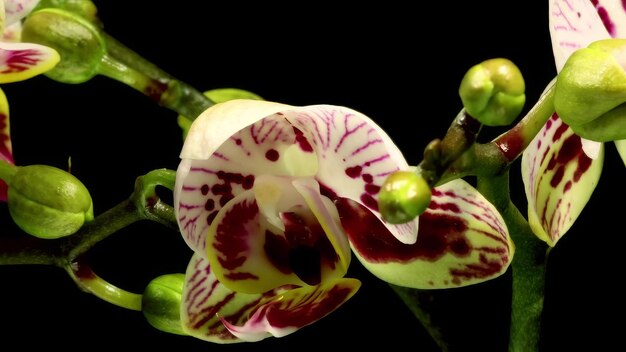 Foto phalaenopsis mot orchid bloeiende bloemen timelapse zwart