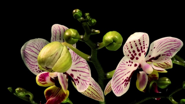 Фото Фалаенопсис мот орхидея цветение цветы timelapse черный
