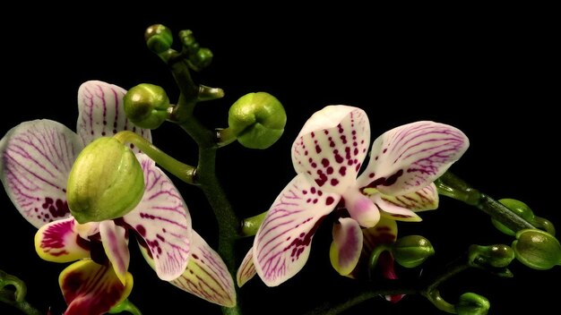 Photo phalaenopsis moth orchid blooming flowers timelapse black