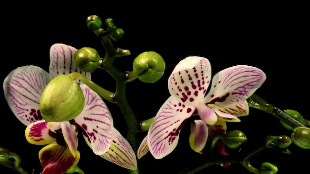 Photo phalaenopsis moth orchid blooming flowers timelapse black