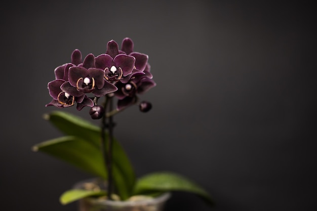 Foto orchidee phalaenopsis angelo nero su sfondo nero