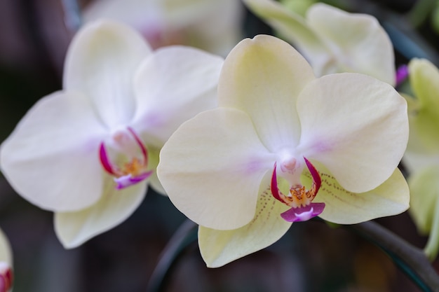 Phalaenopsis Orchid bloem in de tuin.