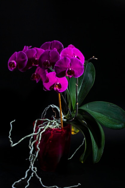 Фото Орхидеи фаленопсиса в горшке на темном фоне