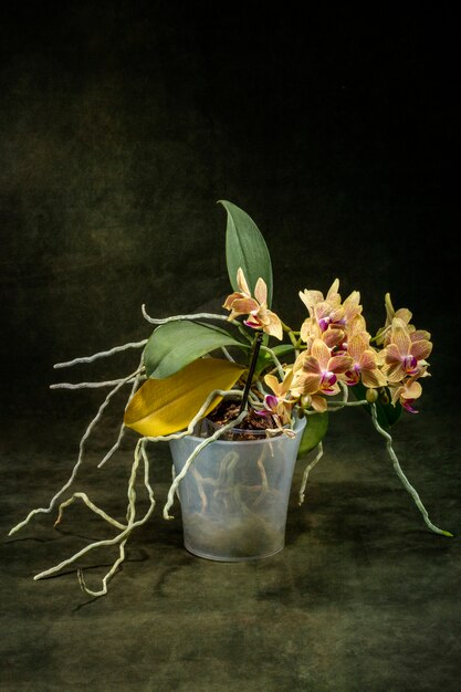 Фото Куст орхидеи фаленопсис в горшке на темной поверхности