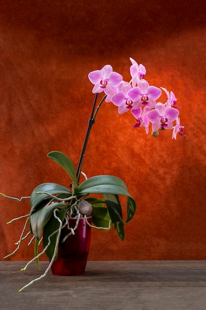 Куст орхидеи фаленопсис в горшке на коричневом фоне