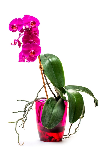 Cespuglio dell'orchidea di phalaenopsis in una pentola su priorità bassa bianca