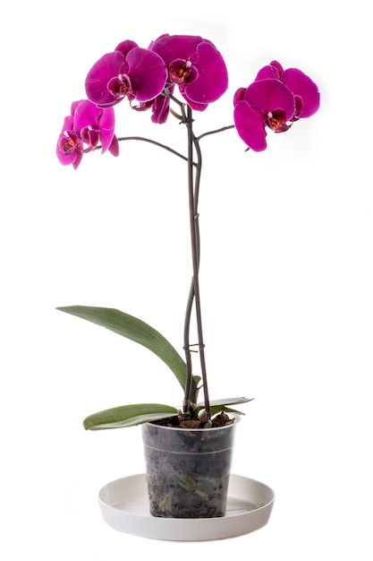 흰색 바탕에 냄비에 Phalaenopsis 난초 부시