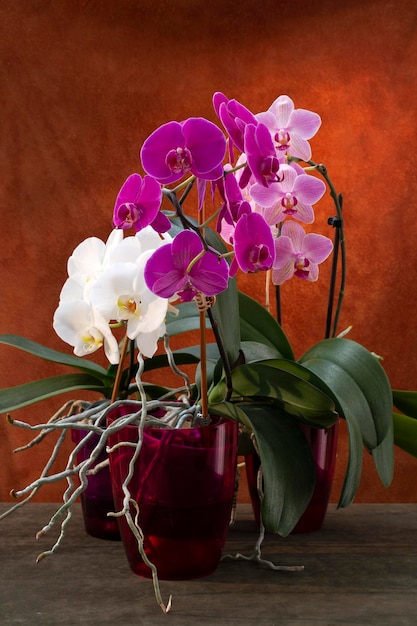 Phalaenopsis orchid bushes in pots on a brown background