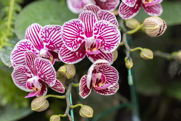 Фото Цветок орхидеи фаленопсис весной украшает красоту природы редкая дикая орхидея, украшенная в тропическом саду
