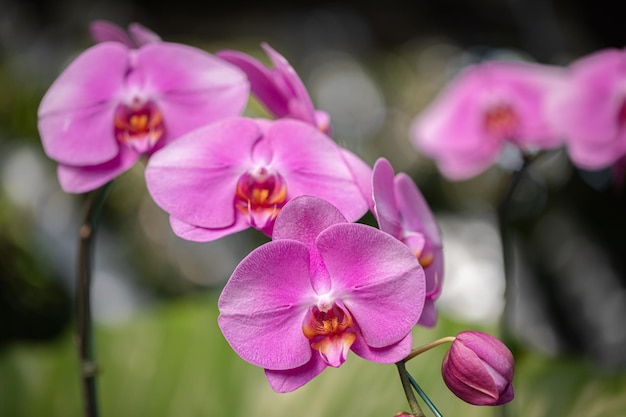 春に咲く胡蝶蘭の花は自然の美しさを飾ります 熱帯の庭に飾られた珍しい野生の蘭