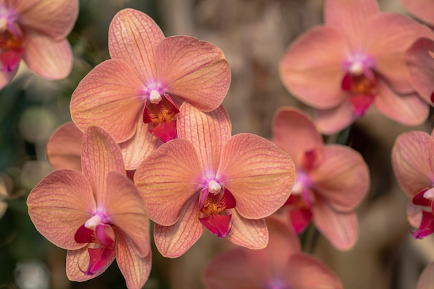 Foto fiore di orchidea phalaenopsis fiore in primavera decorazione la bellezza della natura una rara orchidea selvatica decorata in un giardino tropicale