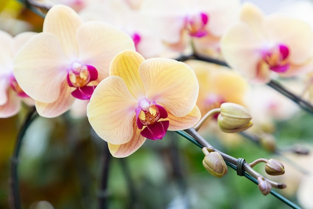 Цветок орхидеи Phalaenopsis в саду в зимний и весенний день для открытки