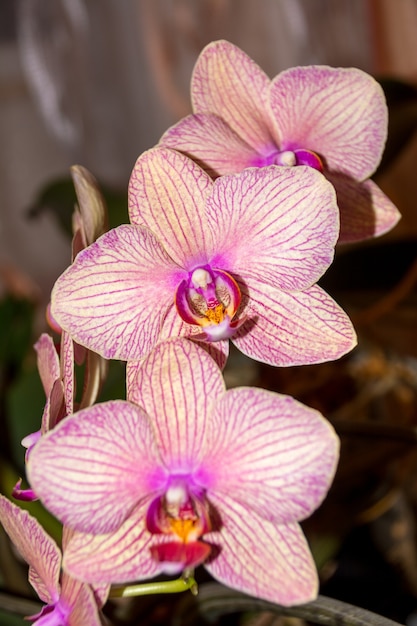 Phalaenopsis 난초 꽃, 난초는 태국 꽃의 여왕입니다