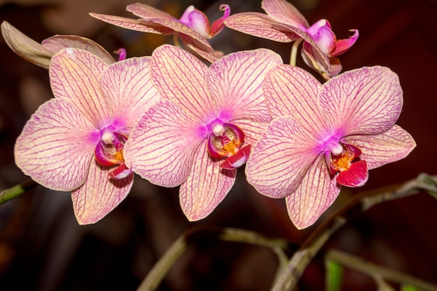 Цветок орхидеи фаленопсис, орхидеи - королева цветов в Таиланде.