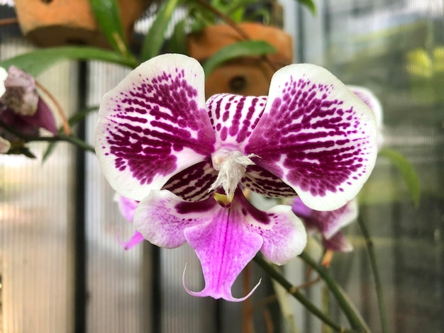 사진 흐림 배경으로 phalaenopsis 난초 꽃