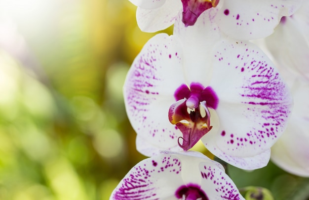 Photo phalaenopsis orchid flower