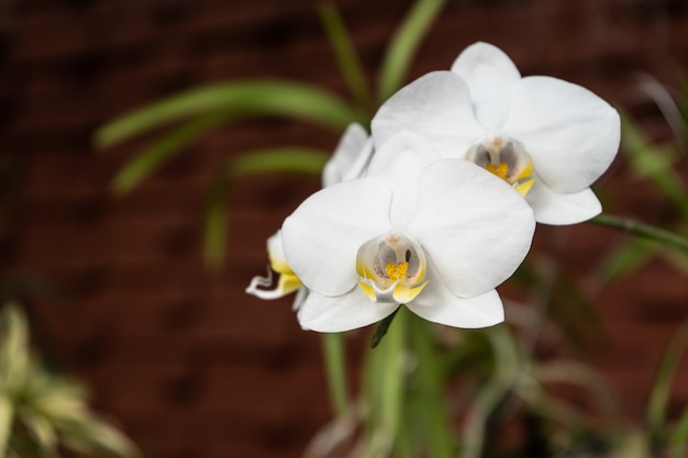 Цветок орхидеи фаленопсис