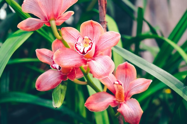 Phalaenopsis orchid flowers. Orchid garden, spring background.