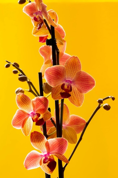 Phalaenopsis orchid flowers on a yellow background close up