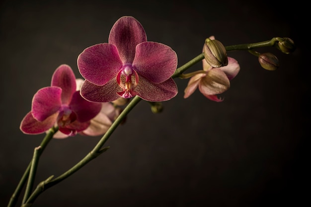 Фото Орхидея фаленопсис