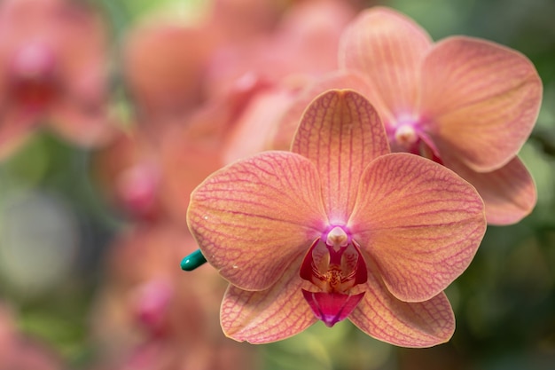 Phalaenopsis orchidee bloem bloeien in de lente decoratie de schoonheid van de natuur Een zeldzame wilde orchidee ingericht in tropische tuin