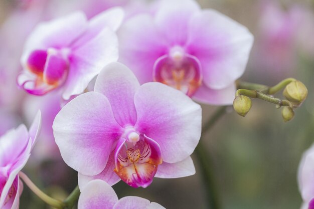 Phalaenopsis orchidee bloemen in de tuin